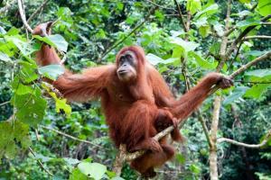 World's oldest Sumatran orangutan dies aged 62 at Perth zoo