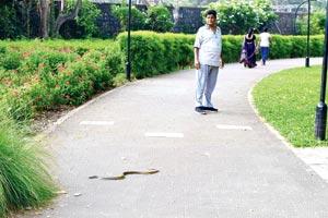 Garden audit: Dadar park has no space for kids, snakes seen on walking track