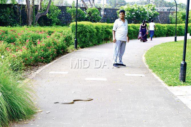 There have been several instances of rat snakes slithering out from their hidey holes on the walking track
