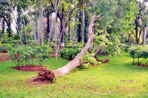 mid-day Garden audit: Colaba Woods garden is green but lacks basic amenities