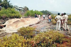 Gigantic whale carcass washes ashore in Uran