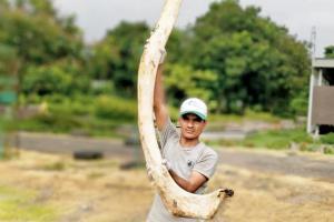 Moving whale skeleton cost mangroves cell Rs 3.5 lakh