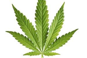 Cannabis worth Rs 1 crore seized in Odisha