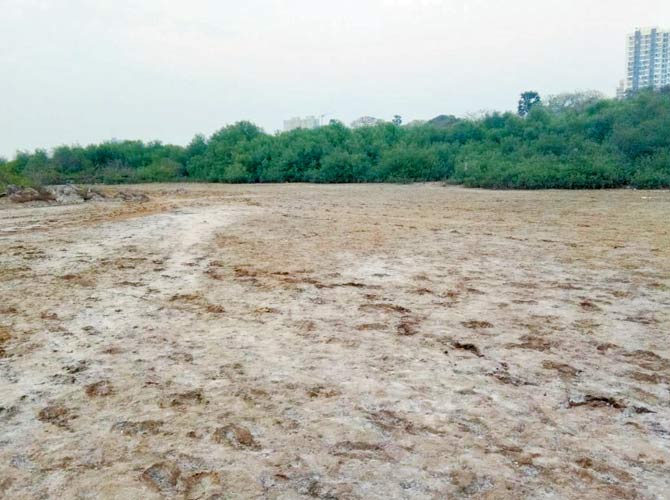Charkop mangroves