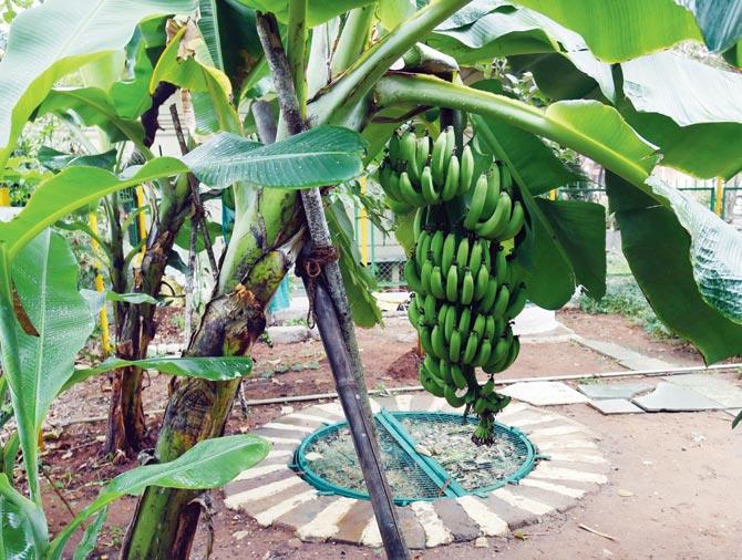 Bananas growing at Cooper Hospital, fertilized by compost created on the premises