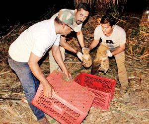 Pune: 22 cubs reunited with their leopard mothers