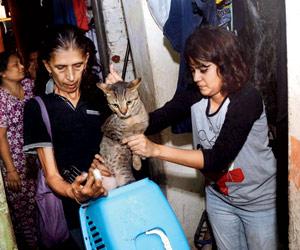 Mumbai's cat population soars, activists voice need for sterilisation programme