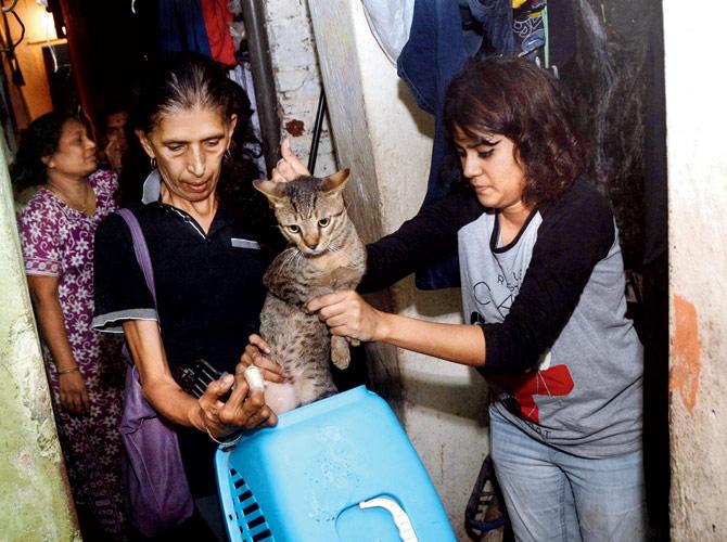Cat Cafe volunteers with strays at Versova. Pic/Sayyed Sameer Abedi