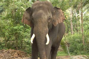 Two female elephants found dead in Erode district