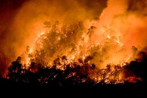 Nine trekkers dead in massive forest fire in Tamil Nadu