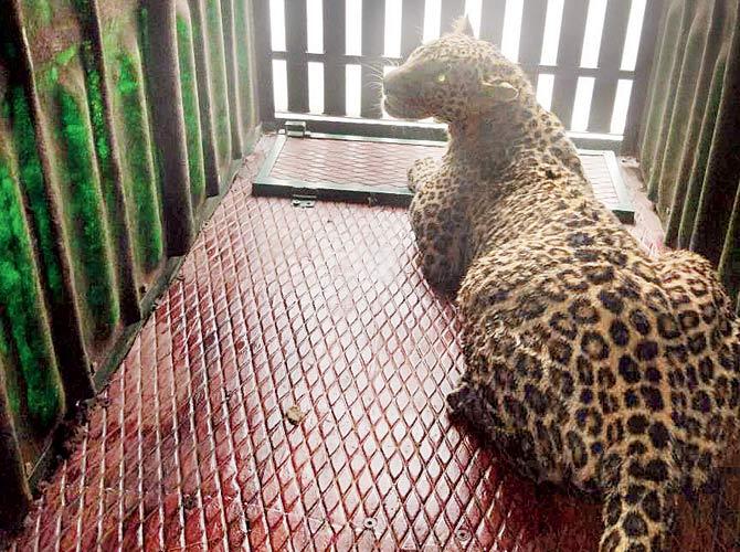 The leopard was hiding below the ground floor staircase of a bungalow at Bhatia compound in Ulhasnagar