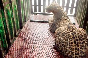 Leopard enters crowded area of Ulhasnagar, gives tough time to rescue team