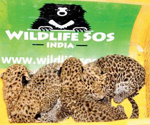 Four new born leopard cubs reunited with their mother in Maharashtra