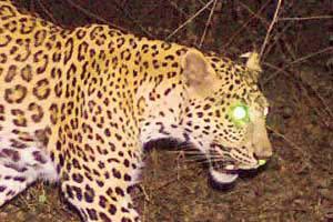 Mumbai's 'Living Ghost' leopards are saving lives. Dont believe us? Watch video