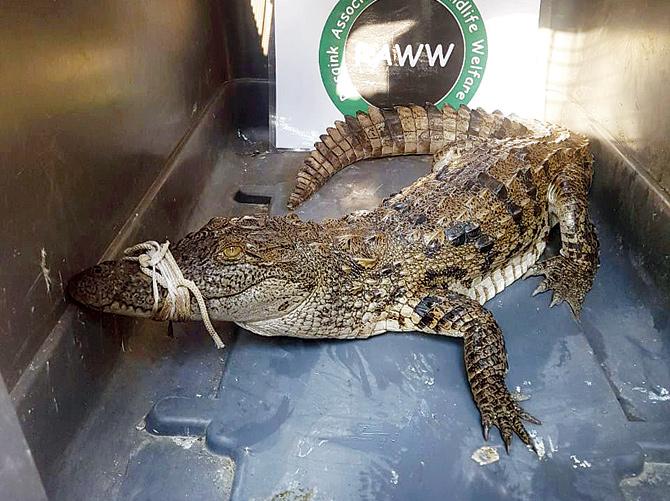 The crocodile has been declared fit for release