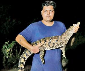 Mumbai: Adult crocodile strays in to stormwater drain near construction site