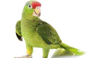 Man performs last rites for his pet parrot in Uttar Pradesh