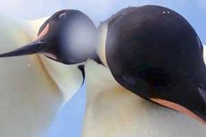 Selfie time! Curious Penguins pose for the camera in Antarctica