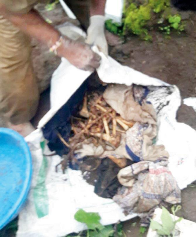 Police unearth skeletal remains of the victims of Dr Santosh Pol from his farm in Satara. File Pics