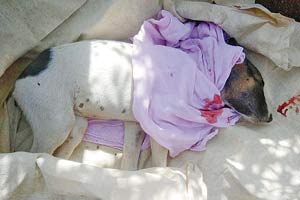 Secretary of Thane high-rise arrested for running over stray puppy