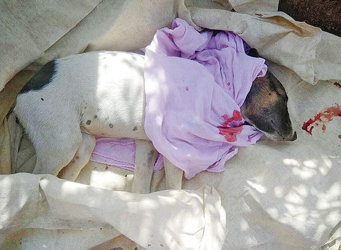 The puppy that was killed when it was run over by Shailendra Pharkya