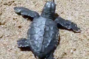 Good news for Mumbai! Olive Ridley turtles embrace Versova beach after 20 years