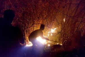 Mumbai: Officials suspect miscreants behind forest fires in SGNP