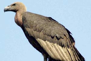 36 Himalayan vultures found poisoned to death in Assam