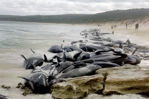 Over 130 whales die in Australia beaching