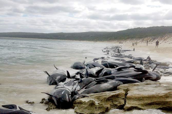Officials said 15 short-finned pilot whales are still alive. Pic/AFP