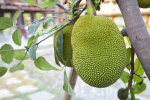 Jackfruit declared as Kerala's official fruit, state to promote it as a brand