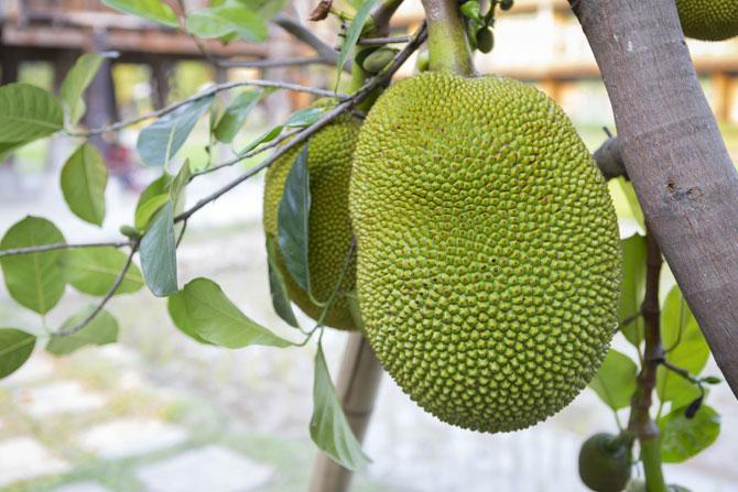Jackfruit declared as Kerala