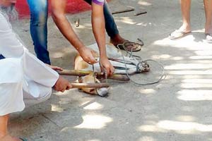  Mumbai: Stray dogs terrorise Andheri residents, they retaliate by killing one
