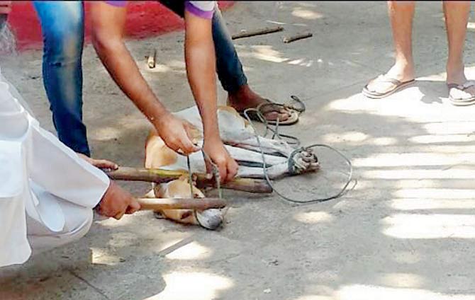 After locals killed a dog, BMC staff took away 5-6 of them. Pics/Rajesh Gupta