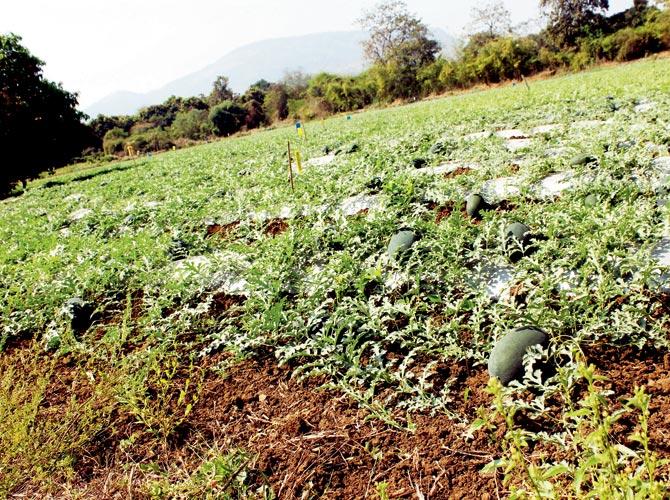 The watermelon farm at Wada