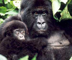 World's 5 most endangered species