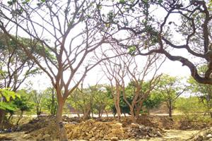 Mumbai Metro vs Aarey: MMRC dumping debris around Aarey trees?