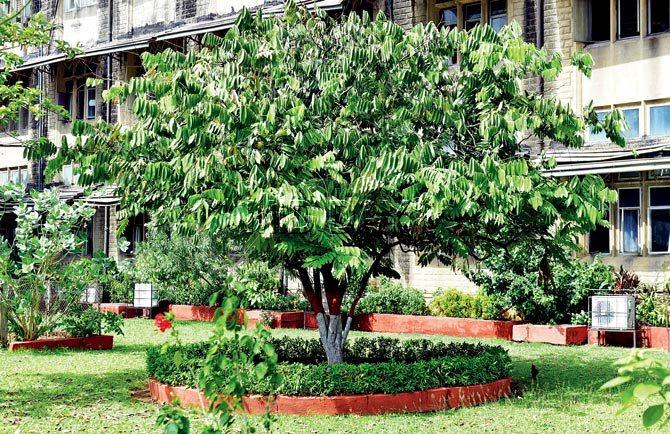 The ancient Amherstia Nobilis tree is the pride of the Fort campus, not just lending a dash of green, but a refreshing crimson-yellow mix at the beginning of the year.  Pic/Bipin Kokate