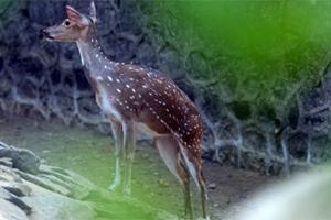 World's first two-headed baby deer found