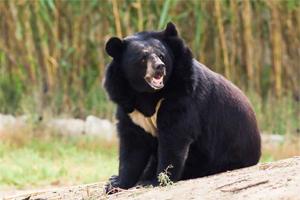 40-year-old woman attacked by bear in a Uttarakhand forest