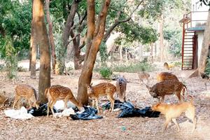 Mumbai: Deer spotted eating garbage from plastic bags dumped at SGNP