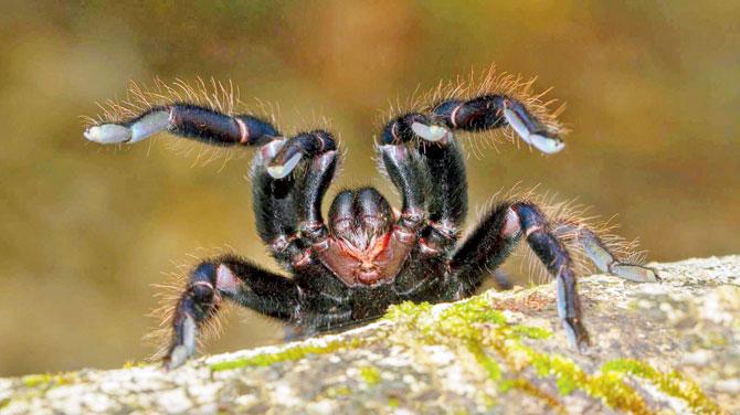 Indian Violet Tarantula, Goa