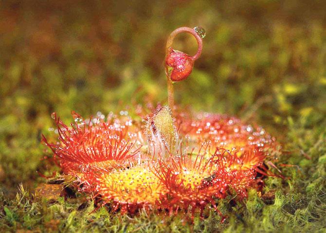 Insectivorous plant, Kaas plateau