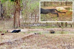 Black Panther spotted in Tadoba Andhari Tiger Reserve
