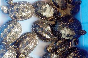 Mumbai Crime: Smuggler arrested with 50 black pond turtles
