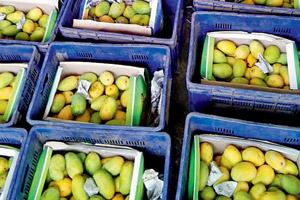 Mumbaikars beware! Your Kesar mangoes could be 'toxic' this summer