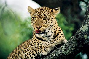 Woman fights off leopard to save daughter in Tamil Nadu