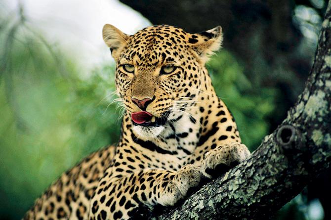 Representational Image