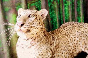 Mumbai: Leopard found stretching in Goregaon gym