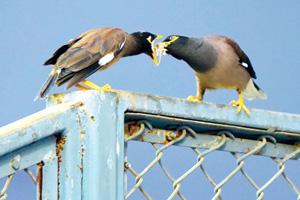 What's Myna is yours